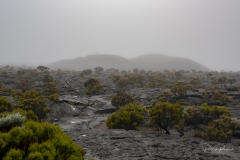 L'enclos dans le brouillard