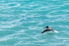 Décollage du pélican