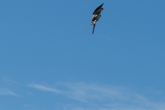 Pélican en chute libre