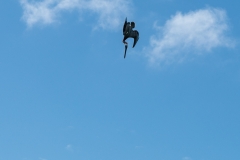 Pélican en chute libre