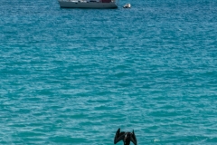 Pélican en chute libre