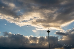 Pélican perché sur un lampadaire
