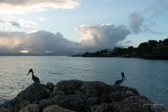 Les deux pélicans en surveillance