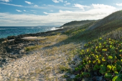 Plage à tortues à Marie Galante
