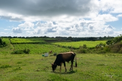 Paysage de Marie Galante