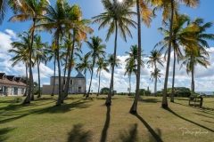 Habitation Murat - Les Palmiers devant la maison de maître