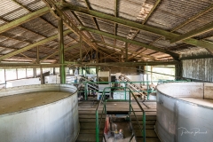 Les bacs contenant le précieux liquide sucré