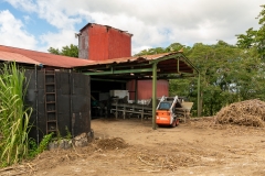 Chargement de la canne fraichement coupée