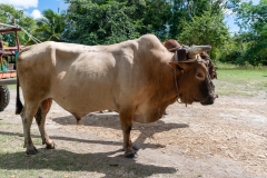 Les attelages de boeufs utilisés autrfois pour le transport de la canne sont devenus une attraction