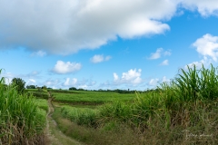 Champs de canne à sucre à Marie Galante près du moulin Bézard