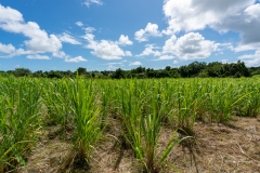 Plantation de cannes à sucre
