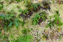 Exemple de l'abondante végétation qui borde le sentier