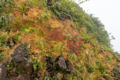 Les spaignes couvrent la paroi rocheuse jusqu'à 1,4m d'épaisseur