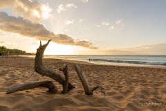 Bois mort sur la plage de la Perle au coucher de soleil