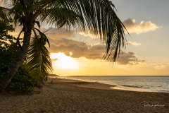 La noix n'est pas mûre, mais le soleil va tomber sous le cocotier