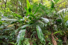 En sous bois, des plantes qui semblent familières avec une taille décuplée