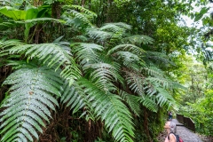si il pleut, tu t’abrites sous la petite fougère