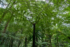 Fougère arborescente