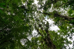 A chaque étage de la végétation des plantes épiphytes s'installent et prospèrent