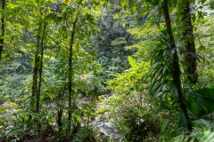 Au coeur de la forêt tropicale un peu de lumière filtre vers le lit de la rivière