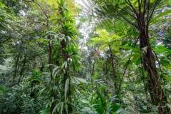 Une végétation en pleine croissance