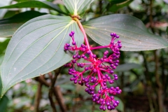 Parc Floral de Cantamerle - Jardin des épices