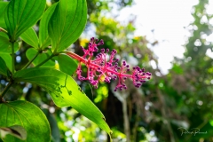 Parc Floral de Cantamerle - Jardin des épices