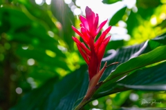Alpinia