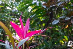 Parc Floral de Cantamerle - Jardin des épices