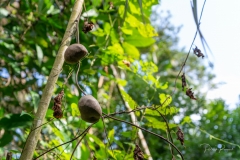 Parc Floral de Cantamerle - Jardin des épices