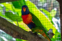 Loriquet à tête bleue