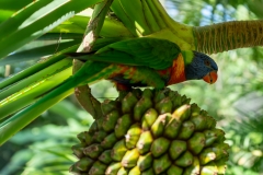 Loriquet à tête bleue