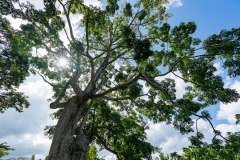 Jardin Botanique de Deshaies