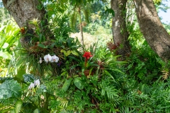 Jardin Botanique de Deshaies