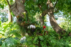 Jardin Botanique de Deshaies