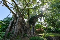 Jardin Botanique de Deshaies