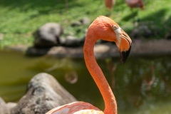 Flamant rose