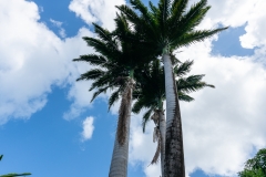 Jardin Botanique de Deshaies