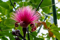 Jardin Botanique de Deshaies