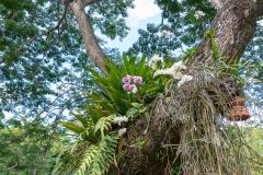 Jardin Botanique de Deshaies