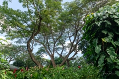 Jardin Botanique de Deshaies