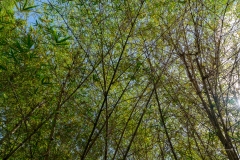 Jardin Botanique de Deshaies