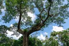 Jardin Botanique de Deshaies