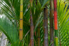 Jardin Botanique de Deshaies