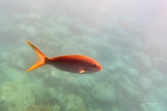 Ici ce sont les humains qui sont dans l'aquarium, les poissons qui le souhaitent viennent nous voir