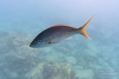 Rencontre quelques centimètres sous le niveau de la mer