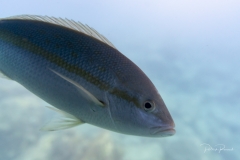 Tranquille, l'animal protégé dans ces eaux peut s'approcher de ce bateau sans crainte