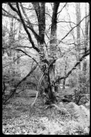 Hartmannswillerkopt-10