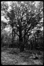 Hartmannswillerkopt-9