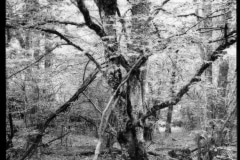 Hartmannswillerkopt-10